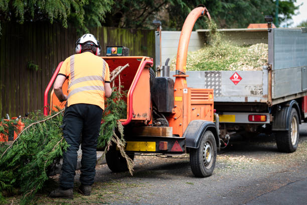 Best Tree and Shrub Care  in Beloit, KS